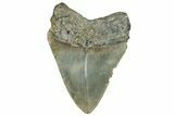 Serrated, Fossil Megalodon Tooth - North Carolina #328887-1